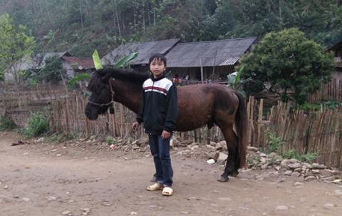 A boy stands with a horse. 